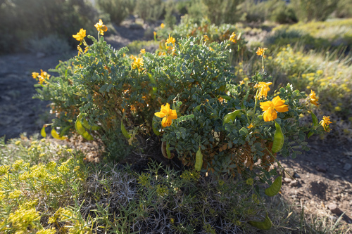 Senna arnottiana, photograph 1