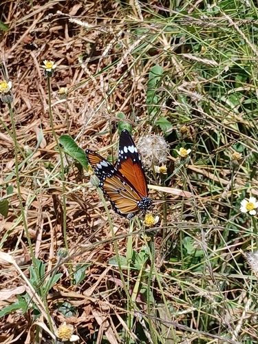 African Plain Tiger