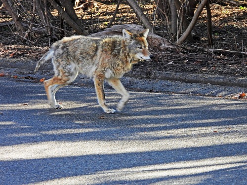 Coyote photographed in Wisconsin