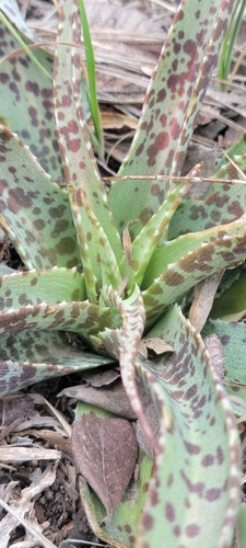 Foto de agave