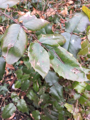 Berberis aquifolium