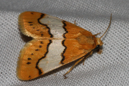 Lineostriastiria hachita