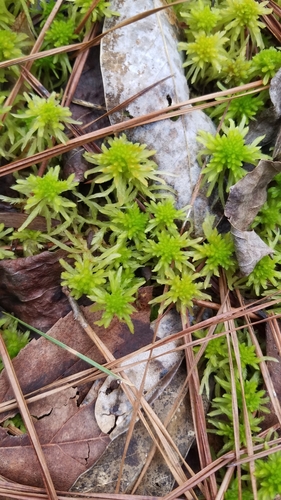 Image of Sphagnum recurvum by (c) Leigha S, some rights reserved (CC BY)