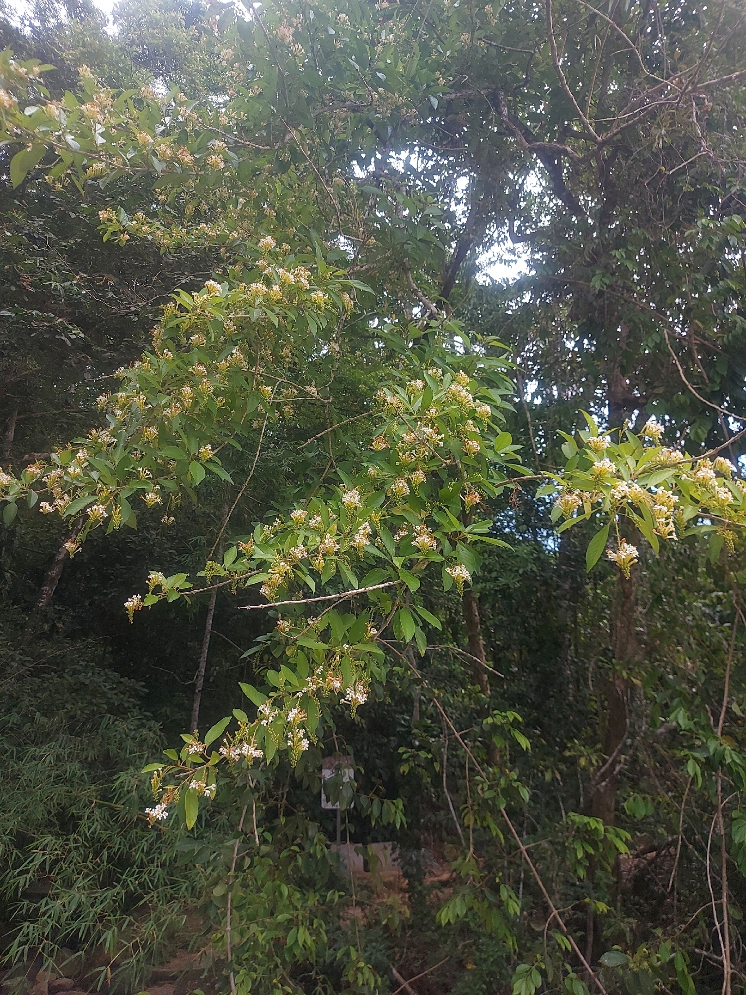 Citharexylum Myrianthum (Citharexylum myrianthum)