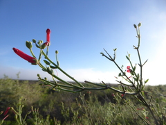 Gambelia juncea