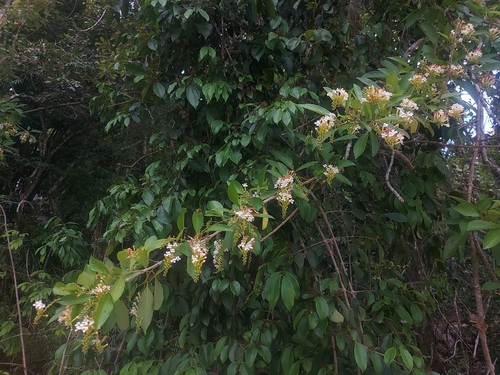 Citharexylum myrianthum, photograph 4