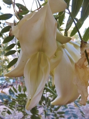 Sesbania formosa