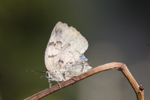 Deslumbrante azul