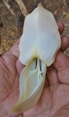 Sesbania formosa