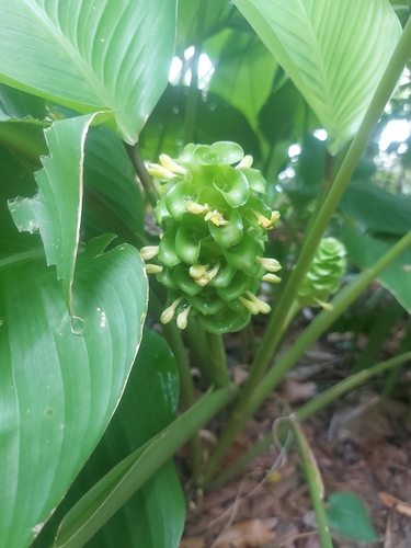 Ice-green calathea (Goeppertia cylindrica)
