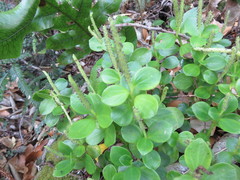 Peperomia urvilleana
