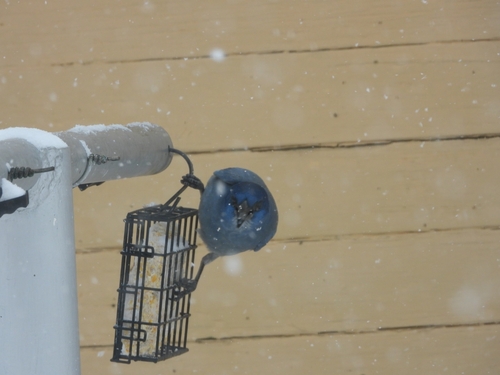 Pinyon Jay (Gymnorhinus cyanocephalus), photo 4