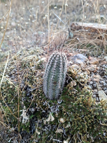 Echinocereus palmeri
