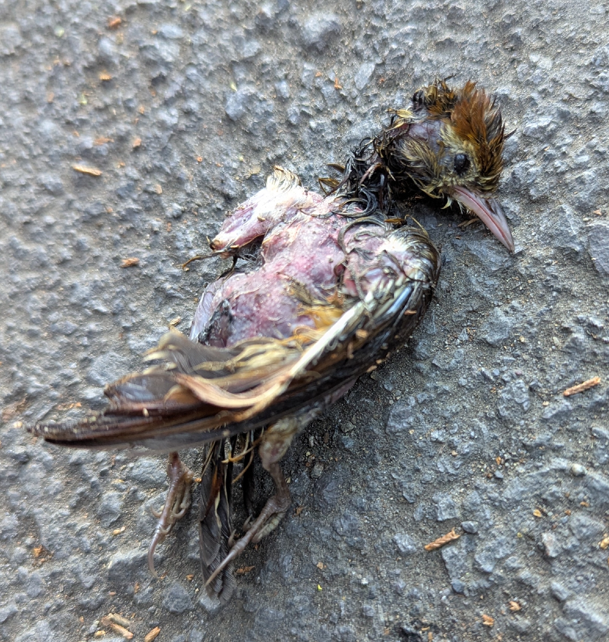 Ruddy Treerunner (Margarornis rubiginosus), photo 3