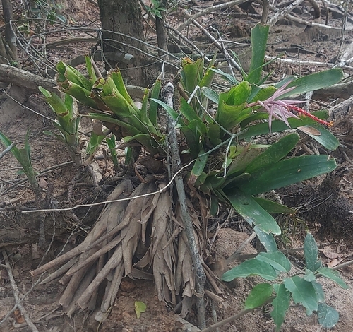 Nakedstem Livingvase (Aechmea nudicaulis)