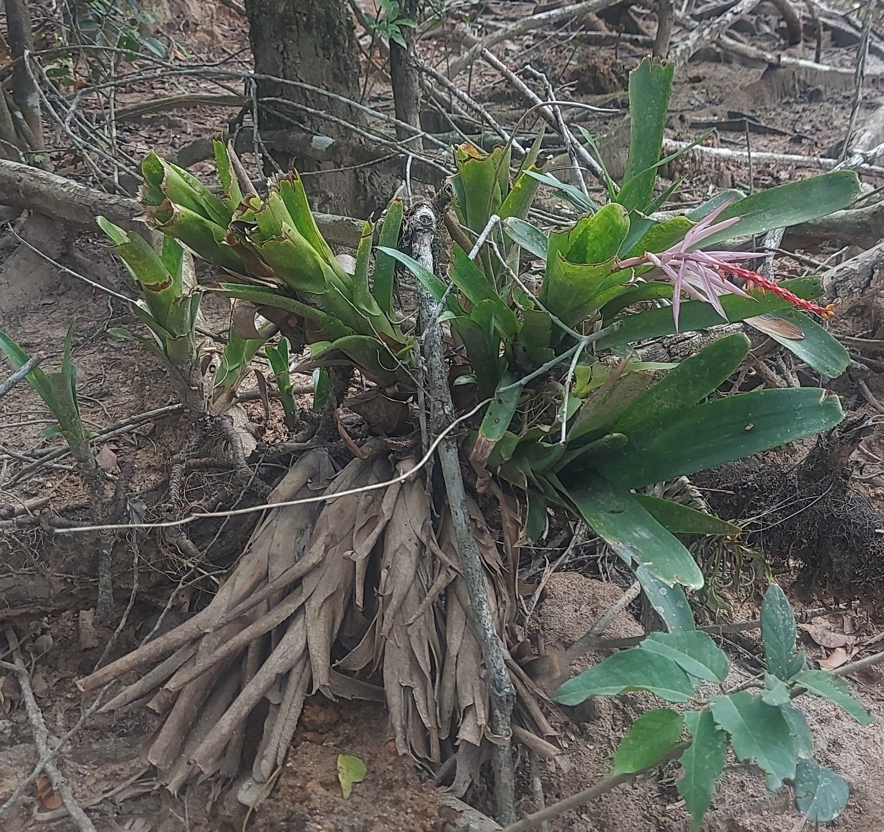 Nakedstem Livingvase (Aechmea nudicaulis)