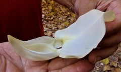 Sesbania formosa