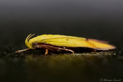 Gymnobathra flavidella