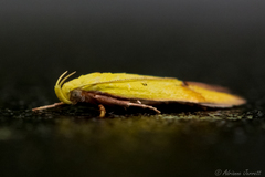 Gymnobathra flavidella