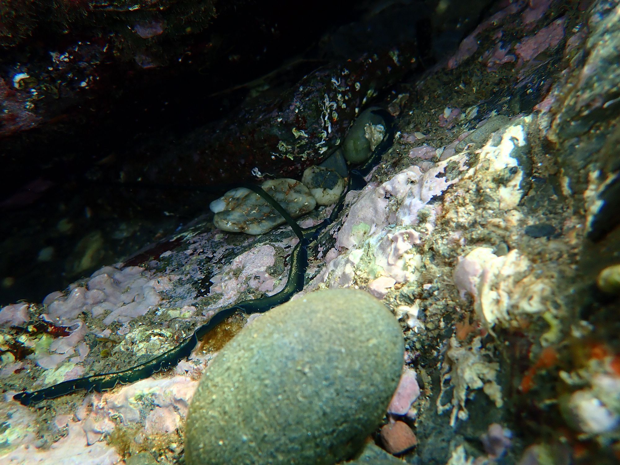 Bonellia viridis Rolando, 1822