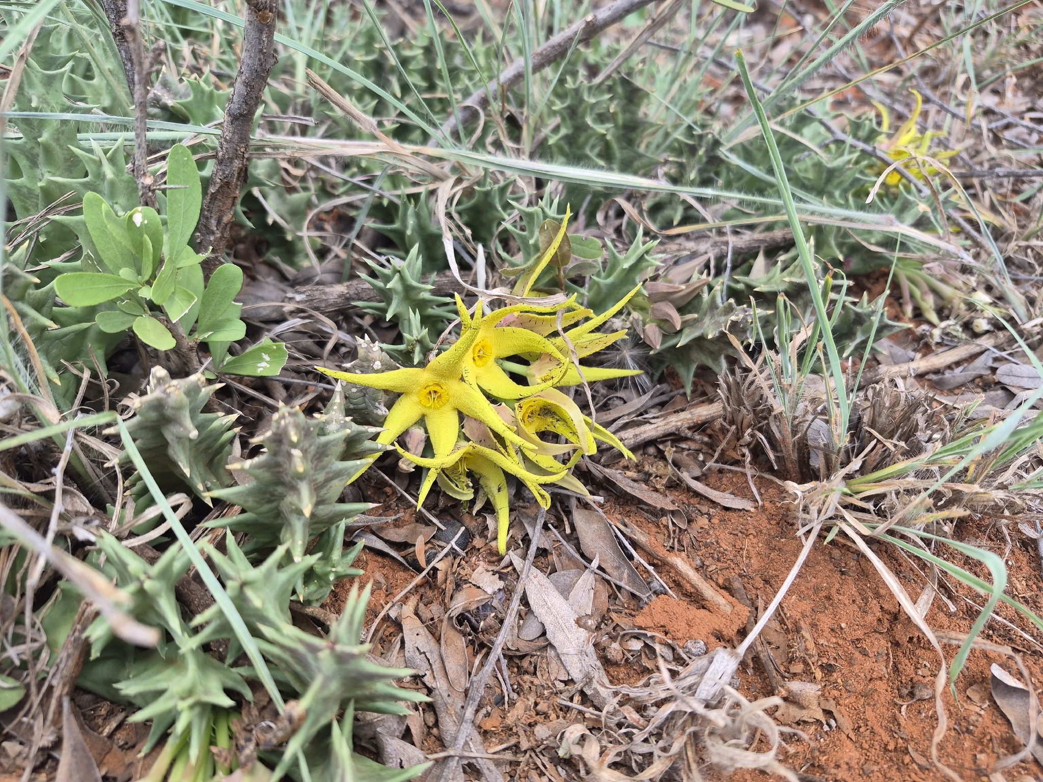 Ceropegia lutea