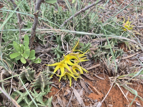 Ceropegia lutea