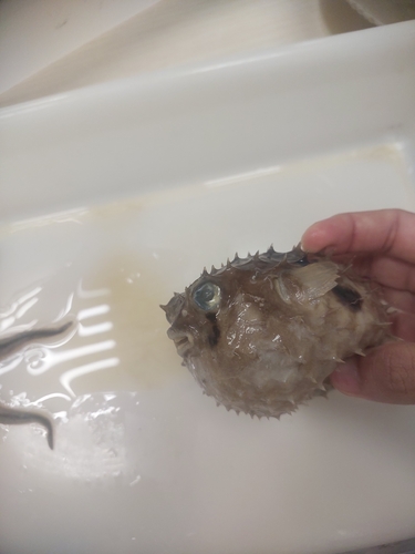 Chilomycterus spinosus