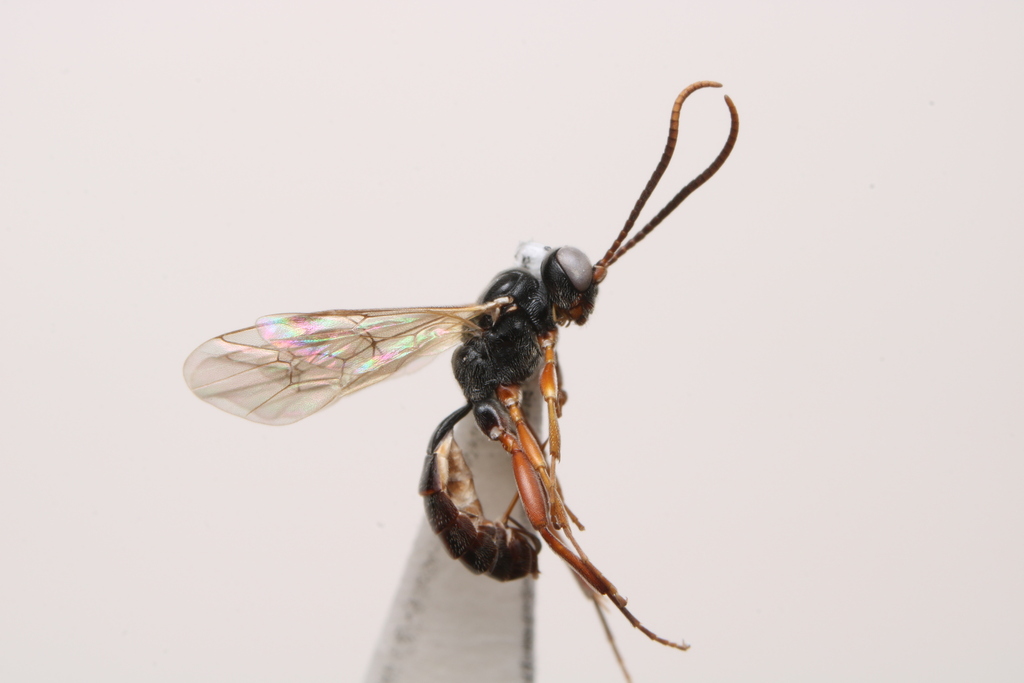 Demopheles corruptor