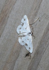 Scopula lautaria