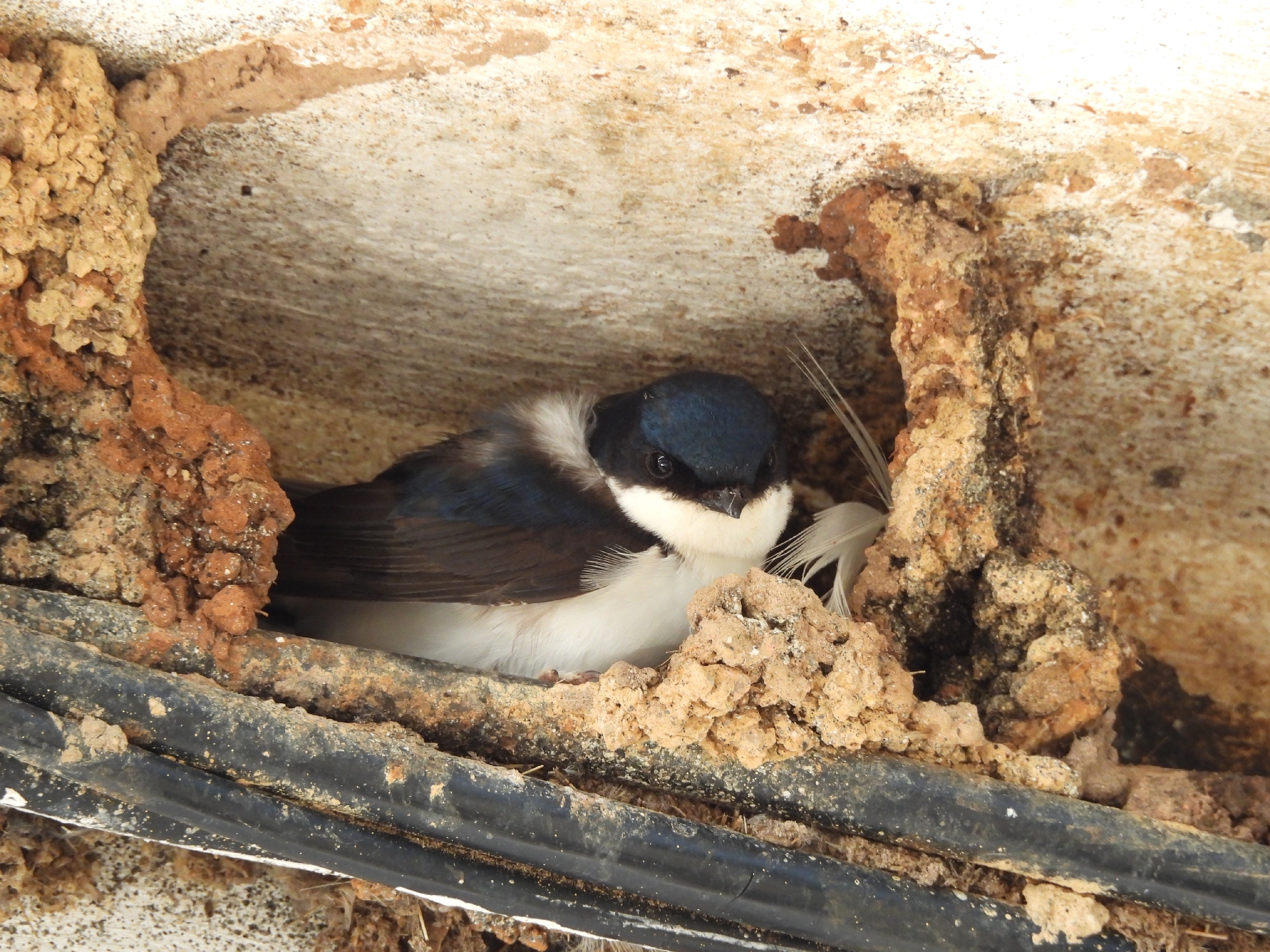 Western House Martin (Delichon urbicum), photo 3