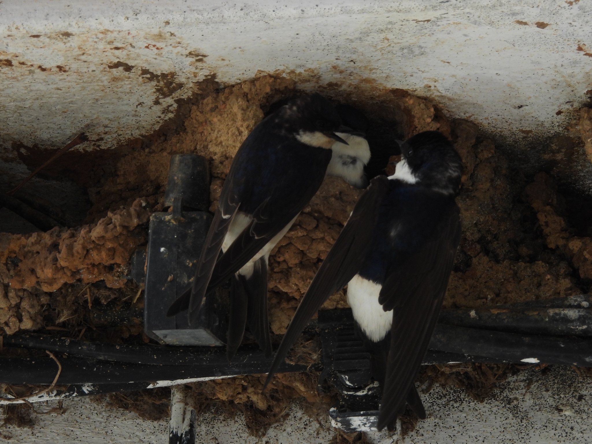 Western House Martin (Delichon urbicum), photo 4