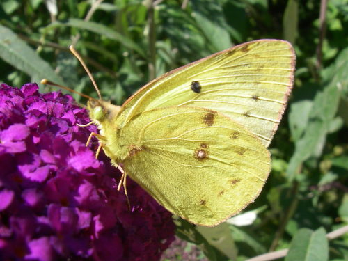 Pale Clouded Yellow