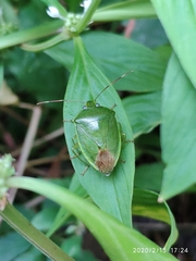 Glaucias