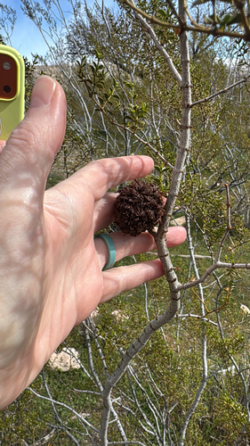 Unknown species found near Blue Diamond, NV, US