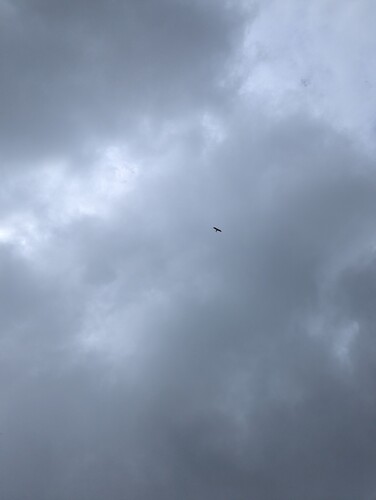 Swallow-tailed Kite (Elanoides forficatus), photo 8