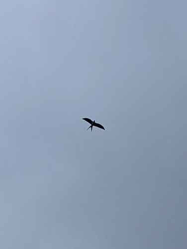Swallow-tailed Kite (Elanoides forficatus), photo 7