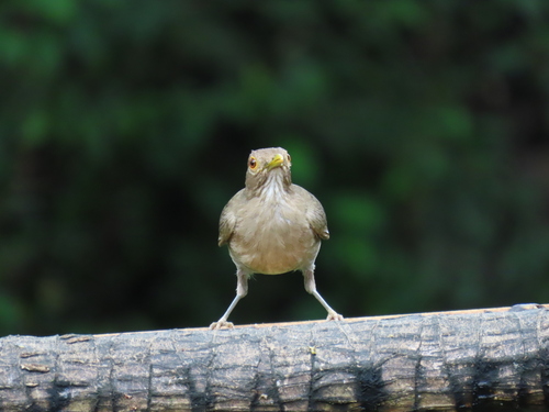 Ecuadorian Thrush (Turdus maculirostris), photo 3