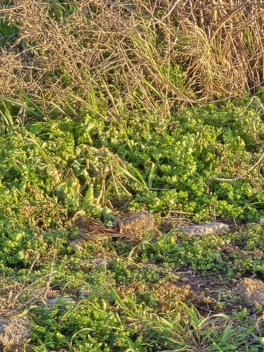 Red-throated Pipit (Anthus cervinus), photo 5