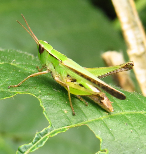 Roduniella insipida