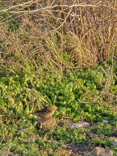 Red-throated Pipit (Anthus cervinus), photo 4