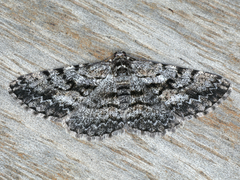 Boarmia suasaria