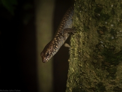 Silvascincus murrayi