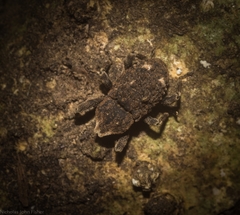 Poropterus bisignatus