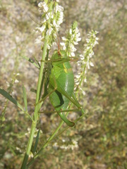 Barbitistes serricauda