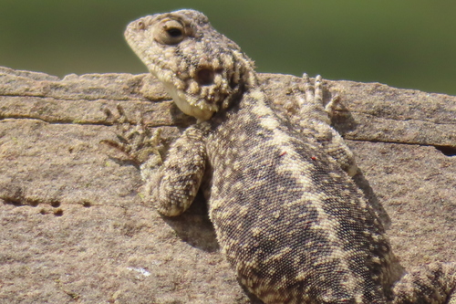 Southern Rock Agama