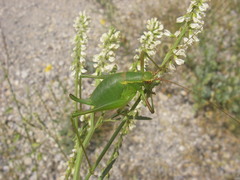 Barbitistes serricauda