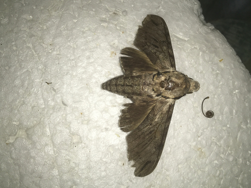Plain grey hawkmoth