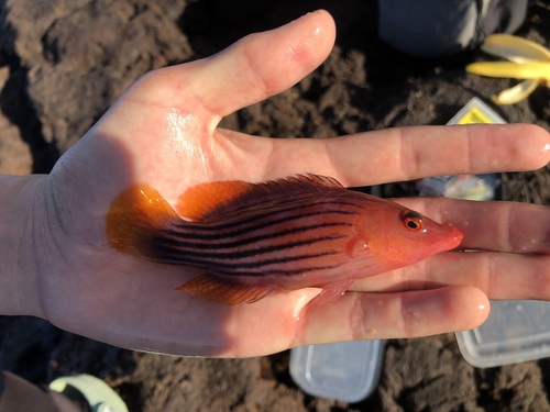 Eightline wrasse (Pseudocheilinus octotaenia) — Labridae — 2