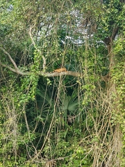 Iguana iguana iguana