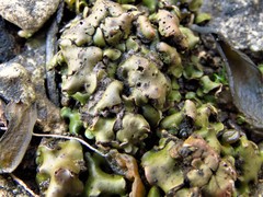 Clavascidium lacinulatum